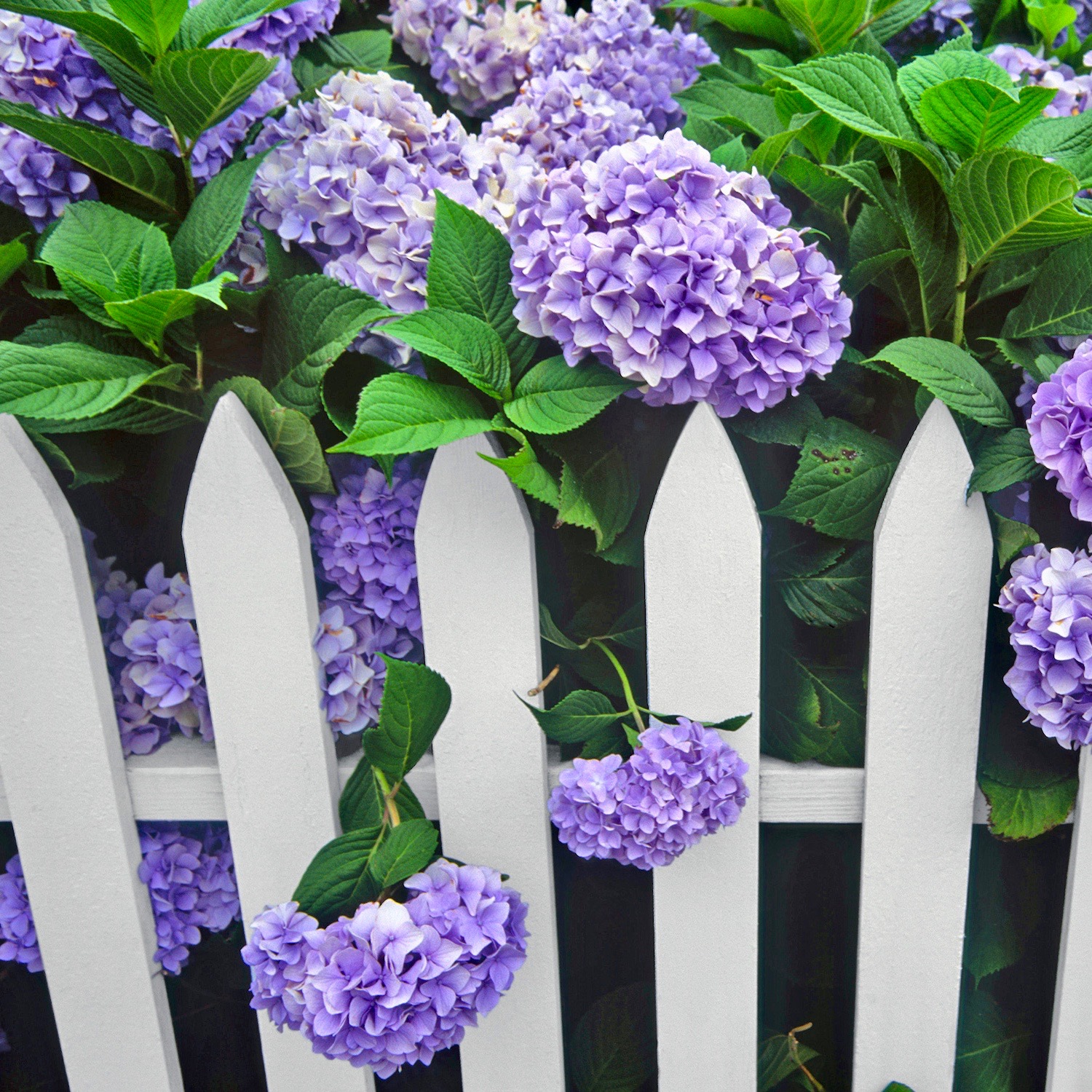 Purple Hydrangea White Picket Fence Gate