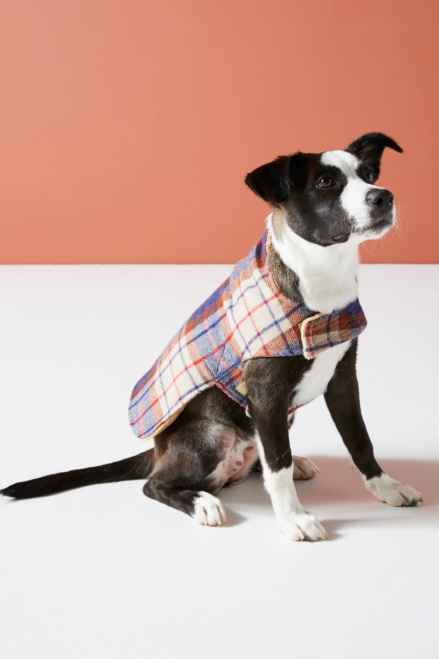 Porter Plaid Dog Jacket