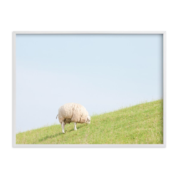 Sheep at Lunch Print