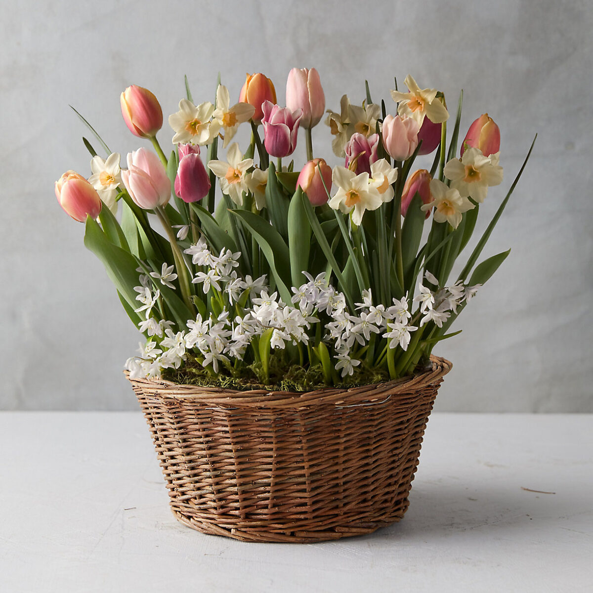 Tulip and Daffodil Mix
