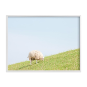 Sheep at Lunch Print